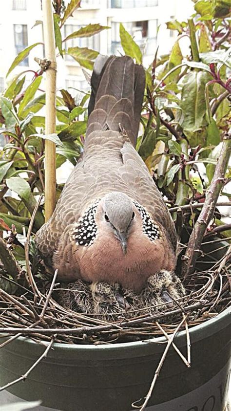 斑鳩飛到家裡代表什麼|斑鳩來家的預兆斑鳩的寓意？